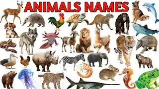 🏂🦉🦜Learn Animals Name in English & Hindi | Animal's | sea creatures, water animals, Domestic animals