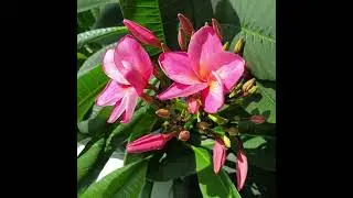Плюмерия на Урале. Выращивание плюмерии дома. #plumeria#frangipani#frangipane#плюмерия#франжипани