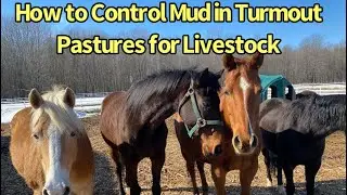 How to Keep Your Livestock and Horses Mud Free and Dry During Wet Adverse Weather