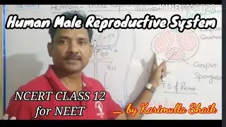 Human - Male Reproductive system for NCERT class 12