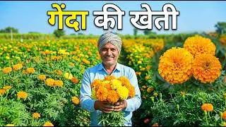 गेंदा की खेती | कम समय में ज्यादा मुनाफा | गेंदा की खेती कब करें | गेंदा की खेती | genda ki kheti