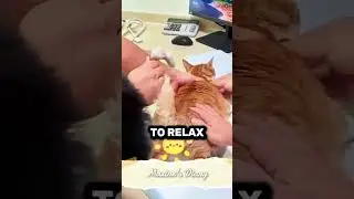 Compassionate Family Saves Pregnant Stray Cat's Life