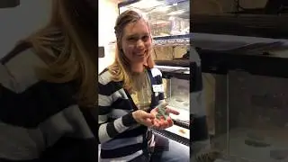 Eastern Collared Lizard - Cook Museum of Natural Science