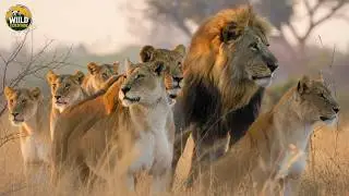 PREDATOR VS PREY (Full Episode) | Wild Animals Fighting for Survival in Nature