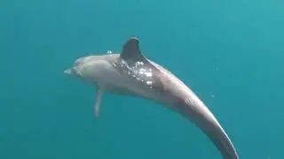 Find Adventure in Tobago
