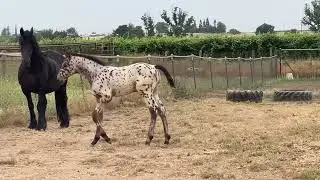GRAND FINALE GWF--2023 APPALOOSA x HANOVERIAN COLT BY LONDON FOG GWF--FOR SALE