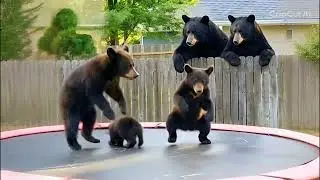 For those who wanted to see the bears not click bait 😉