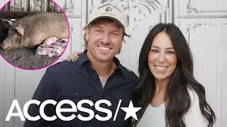 Chip & Joanna Gaines' Family Pig Gives Birth Days After They Welcome Their Fifth Child | Access