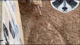 Bo'ri haqidaki qiziqarli FAKT!!!