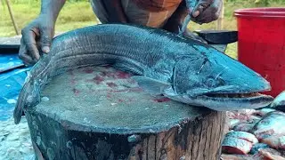 Fish Cutting Live Today | Watch Fresh Sea Fish Cleaned & Cut by Expert Hands in Real Time