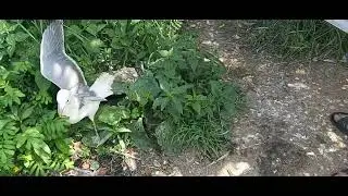 Новичок! Озёрная Чаечка из Вологды. 30.06.22г.