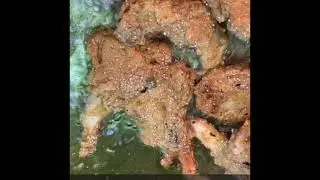 Alkaline Sea Seasoning