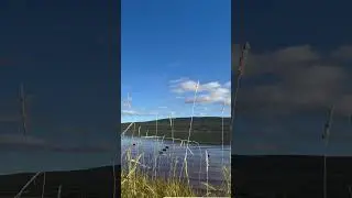 Duck hunting Black Ducks in Newfoundland ! #shorts #blackduck #duck #duckhunting #waterfowl #food
