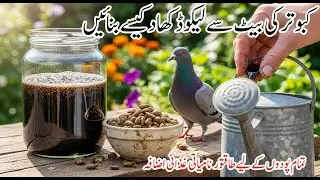 How to Make Pigeon Poop Liquid Fertilizer | Powerful Organic Boost for All Plants