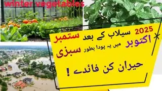 How to grow mint (podina)#mint cultivation and health benefits #kgm farming #mentha piperita 