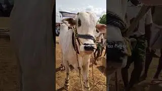 Amazing Ongole cattle in Kadapa jila  bhogi Reddy Ravi Teja Reddy Gari 6touch bull in Andhra Pradesh