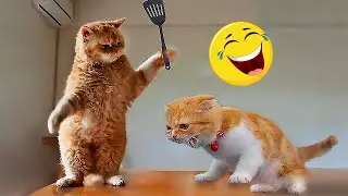 Funny Cat Videos 2023 🙀 Funniest Animals Videos 🐾🤣 #01