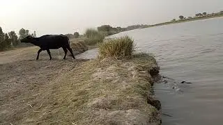 Buffalo Cross The River