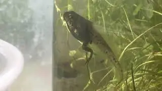Day 24 Tadpole Diaries - Now that the back legs are mostly developed, what's next?!