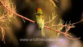 Green Bee-eater spotted at Bakkhli beach, West Bengal
