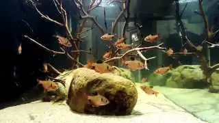 75 Gallon Gymnogeophagus Balzani Startup 2