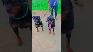 Angry dog barking #viral #dog #rottweiler #ytshorts #trending