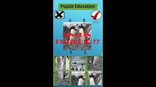 💝🔴WOWW PUZZLE PENGUIN | PUZZEL PINGUIN