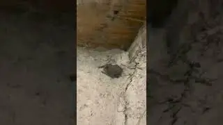 Amazing Bat entered my house #bat #birds #funny #shortvideo