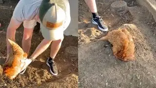 Man Shows Hilarious Trick To Put Chicken To Sleep