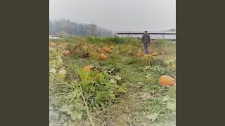 The Pumpkin Patch