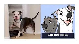 MY SENIOR DOG AND YOUNG DOG REACT TO FAKE OWL 😂 #SHORTS #DOGVIDEO #FUNNY