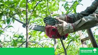 Tree Services Narre Warren, Melbourne