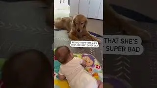 My Dog and Baby Gossip about Me!