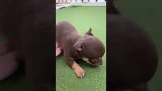 とっても可愛いチワワくんです^_^