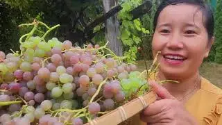 HÁI NGUYÊN MẸT NHO KHÔNG HẠT ,NHO XANH ĂN NGAY TẠI VƯỜN 