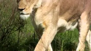 ZN-lion pinda