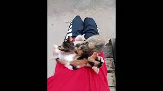 #katze #katzenliebe #kater #katzenvideos #katzencontent #katzenfans #lustigekatze
