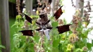 Common Whitetail  Dragonfly (Plathemis lydia)