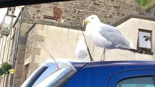 sEaGUllZ