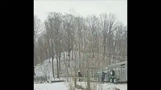 Cow Loading 101
