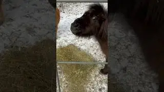 STARVED PONY With Food Aggression😢 #shorts #pony #rescue #horse #minihorse