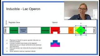 6.5 Regulation of Gene Expression& 6.6 Gene Expression and Cell Specialization - Part 2