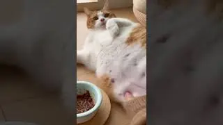 &ldquo;Food Coma 😹🍽️&rdquo; #catshorts #petshorts #kitten