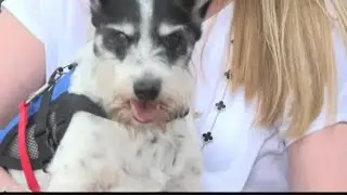 Nearly 7 million dogs suffer from this heart disease. This woman helped bring a life-saving procedur