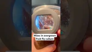 Mites in overgrown hydei fruit fly culture MAGNIFIED #fruitfly #husbandry #mite #infestation