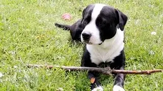 The Trouble With Banning Pit Bulls