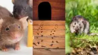 Rodent Control Joshua TX 76058 Termite Treatment
