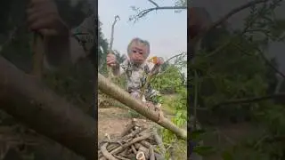 baby shrimp monkey eats delicious orange