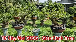 Ngày 17/01 - 16 Cây Mai SBSG - SBBL - Giảo Cánh Tròn