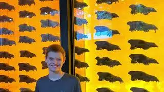 Dire Wolf Skulls from 3 different places I&rsquo;ve been to
